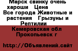 Марск свинку очень хароши › Цена ­ 2 000 - Все города Животные и растения » Грызуны и Рептилии   . Кемеровская обл.,Прокопьевск г.